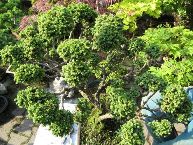 bonsai3.jpg