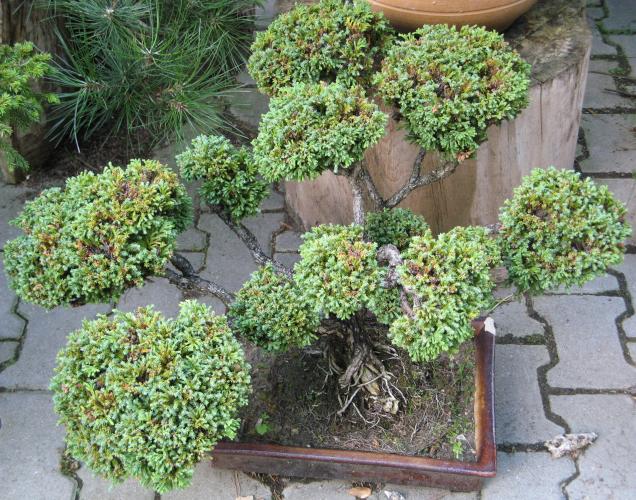 bonsai4.jpg