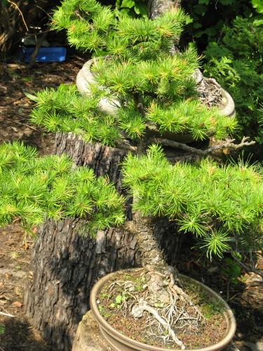 bonsai5.JPG