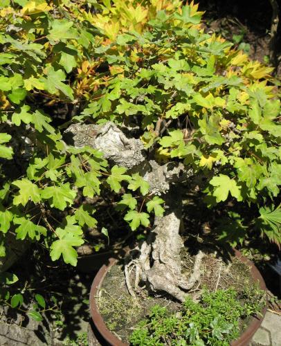 bonsai9.jpg