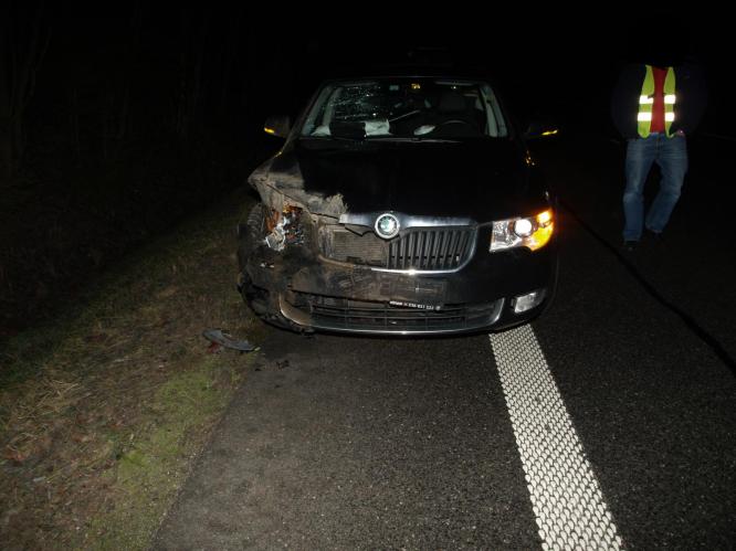 divoké prase 10.12.11.JPG