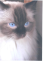 kocour 2