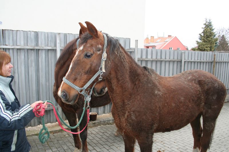 koně_Tišnov (2).jpg