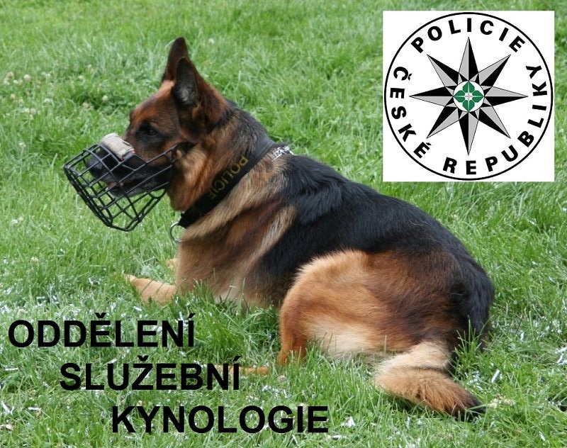 kynologie pes