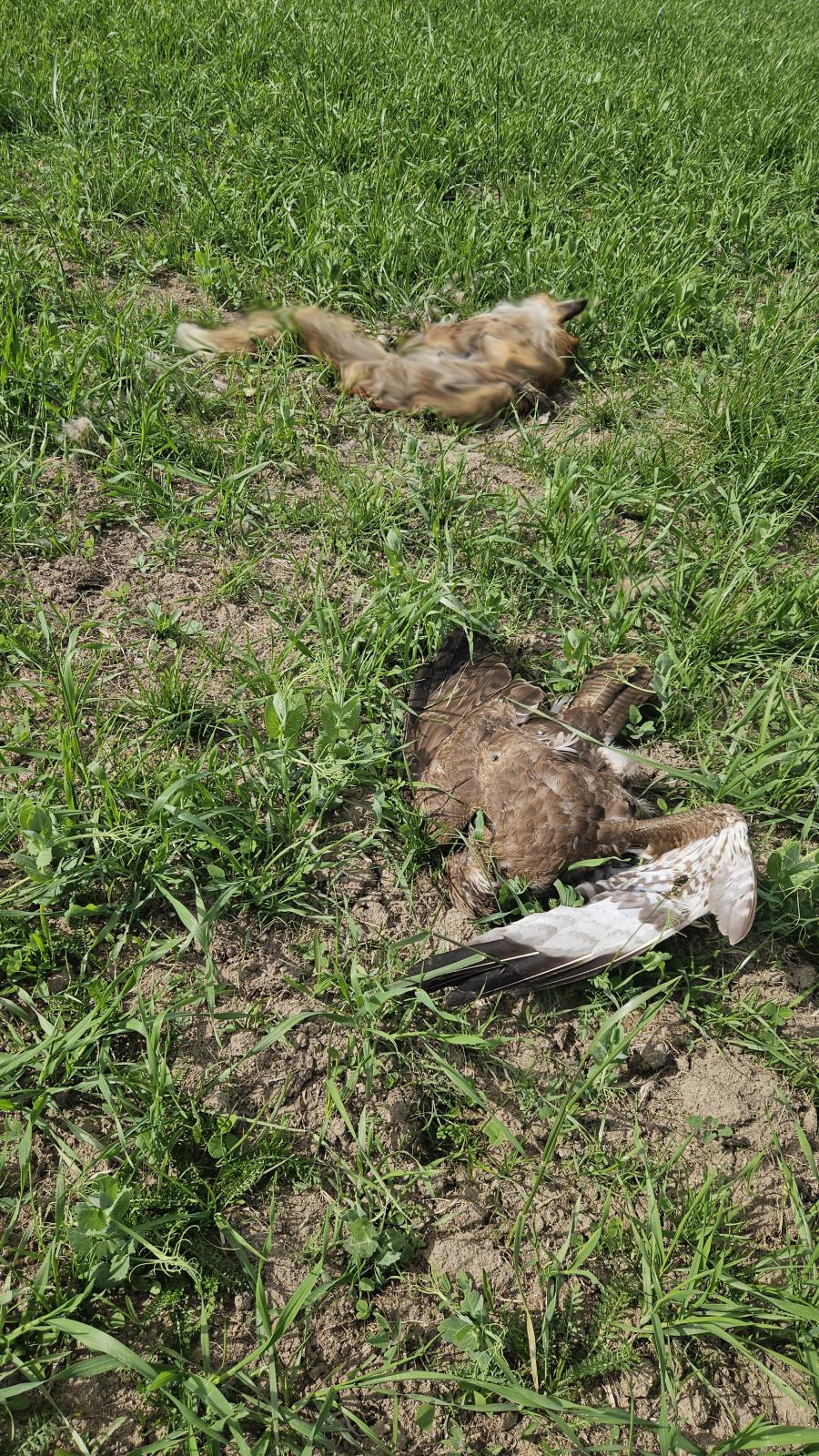 liška+káně2.jpg
