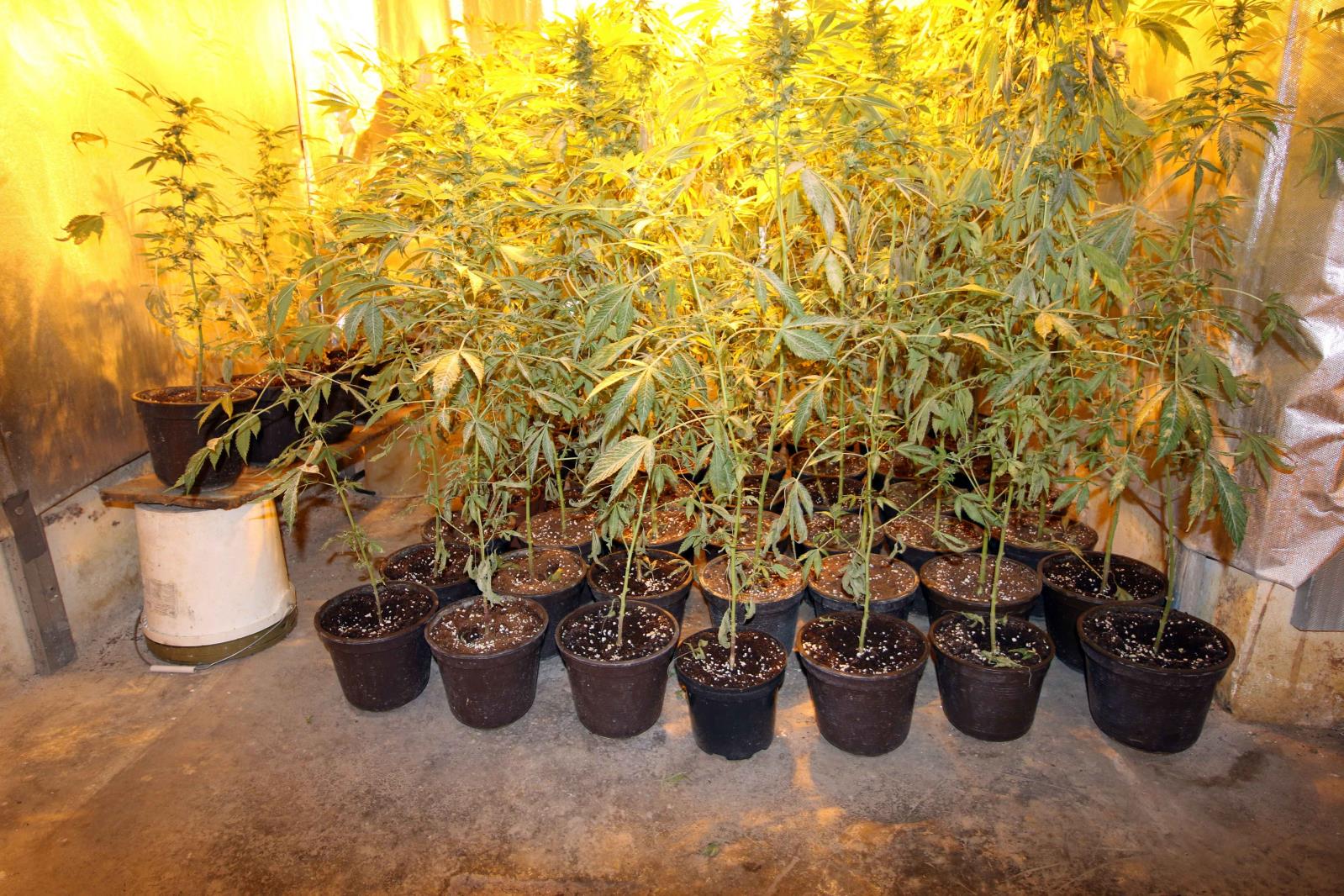 marihuana