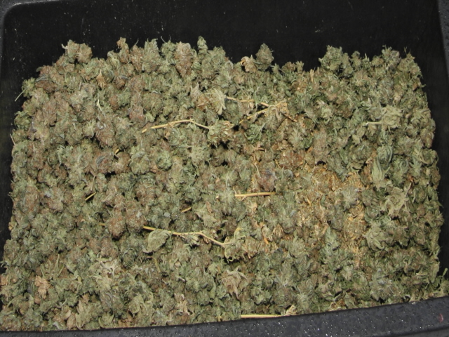 marihuana - palice.JPG