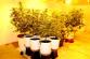 marihuana říjen 2016 Hradecko