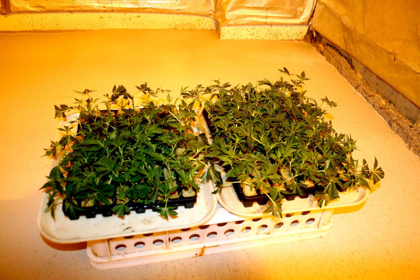 marihuana říjen 2016 Hradecko