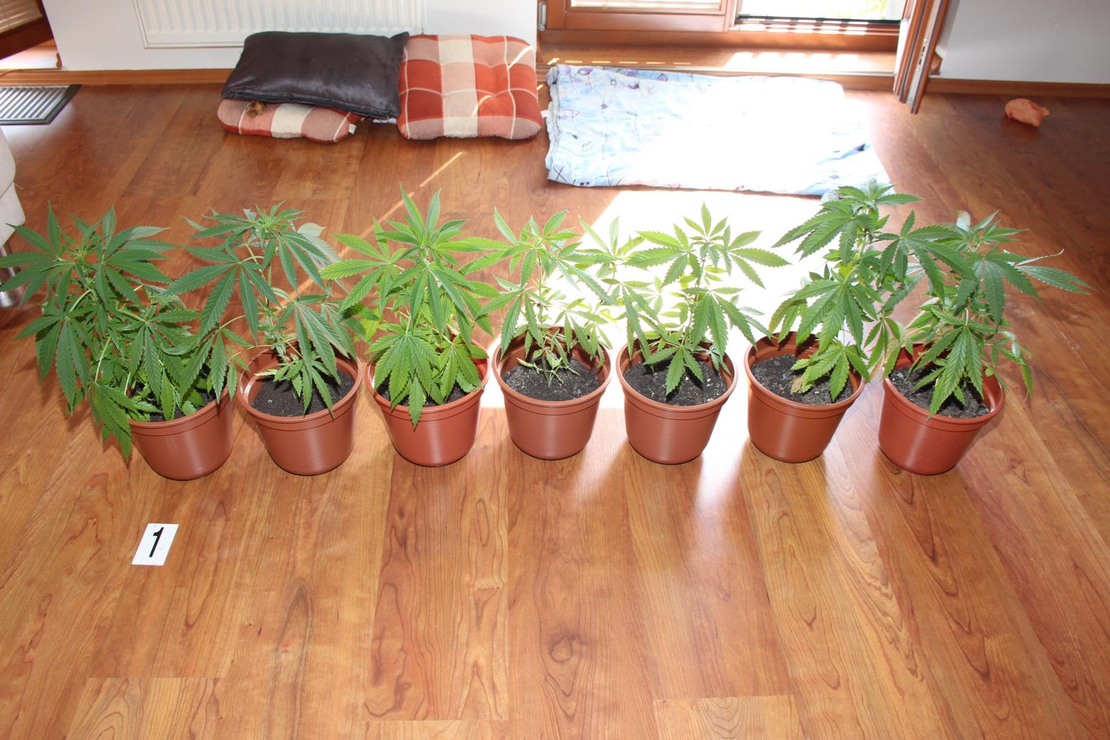 marihuana.jpg