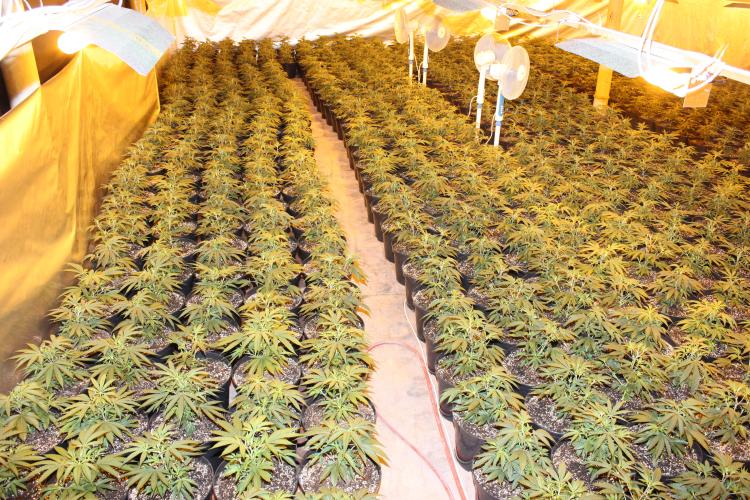 marihuana1