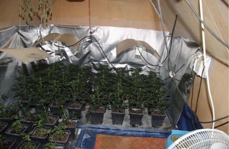marihuana1.jpg