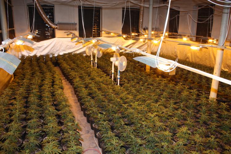 marihuana2