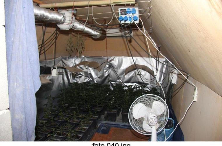 marihuana2.jpg