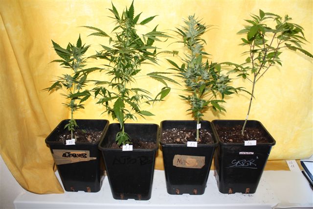 marihuana2.jpg