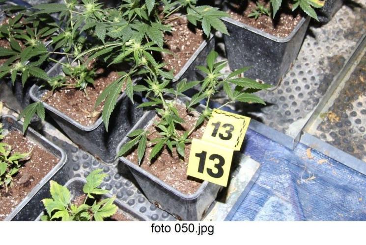 marihuana4.jpg