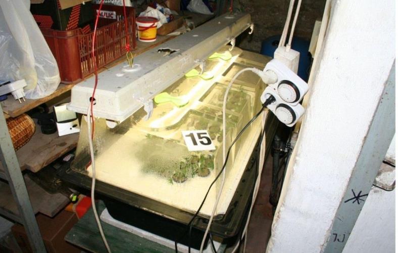 marihuana9.jpg