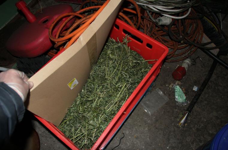 marihuana_2.jpg