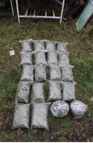 marihuana_3.jpg