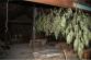 marihuana_3