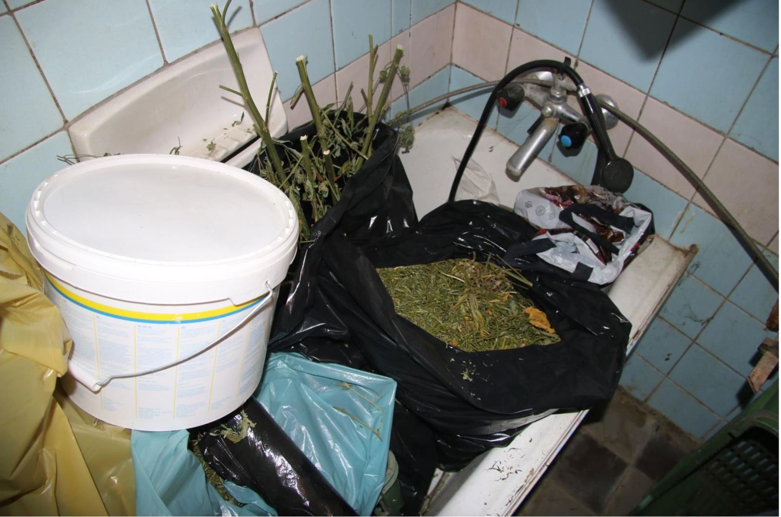 marihuana_4.jpg