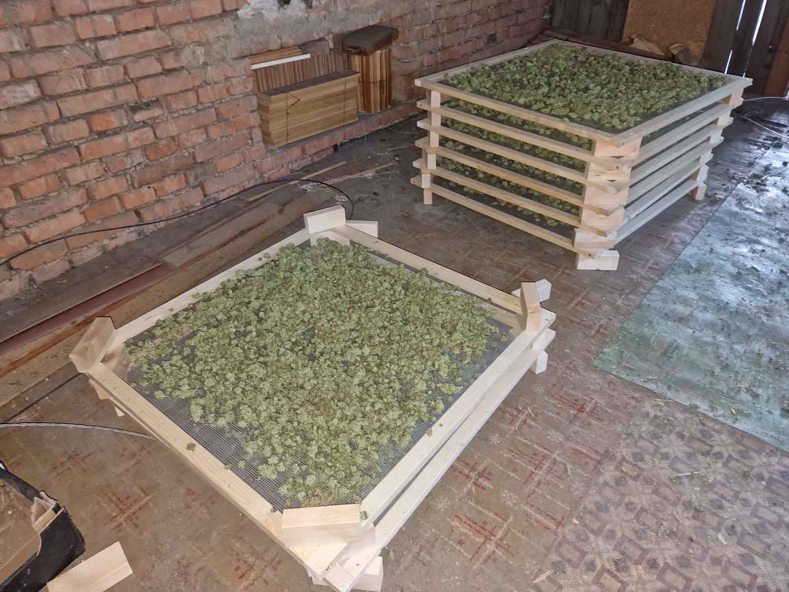 marihuana_les_3.jpg