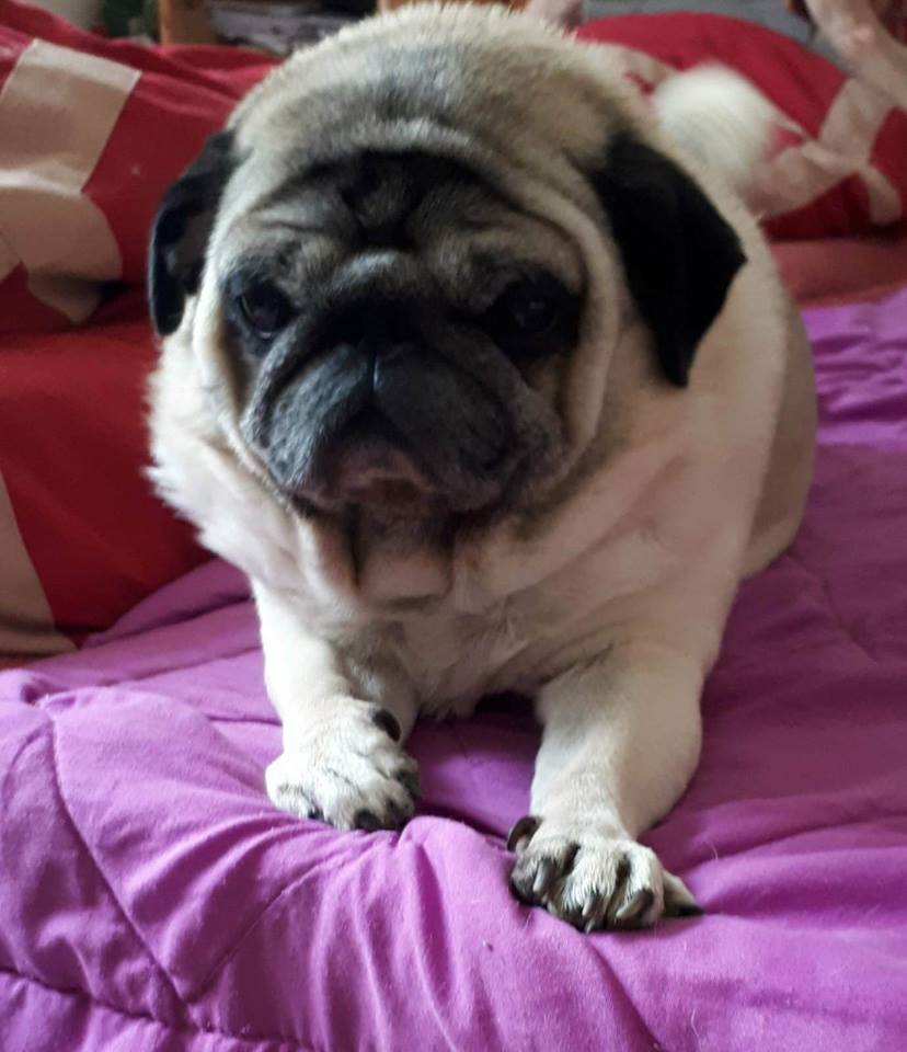 mops2