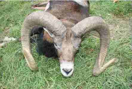 muflon