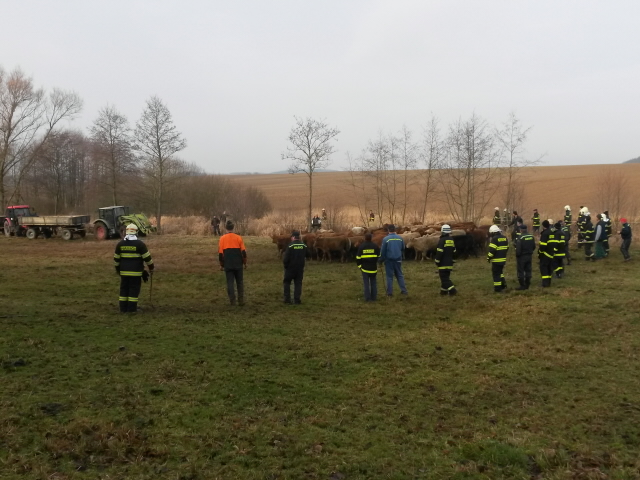 odchyt býků - Borotín - 01.jpg