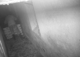 pachatel farma