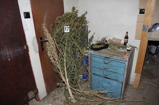 pěstírna