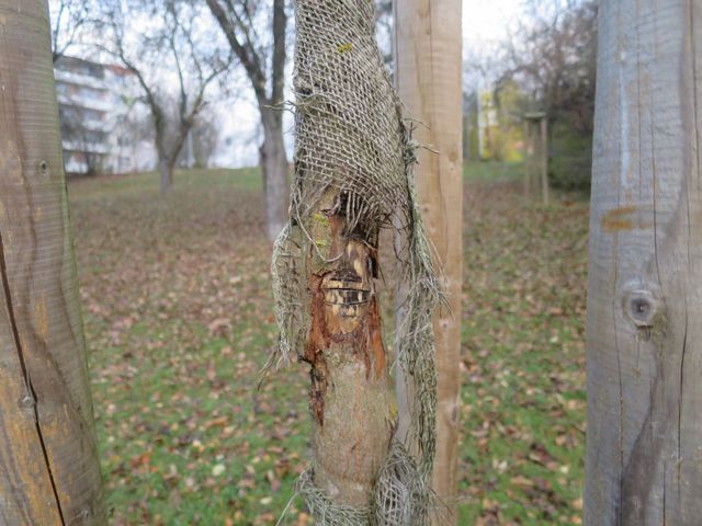 poškozený strom 3.jpg