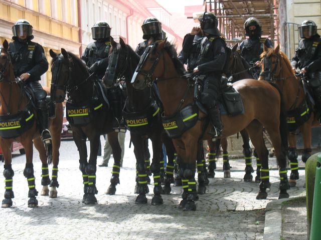 služební koně