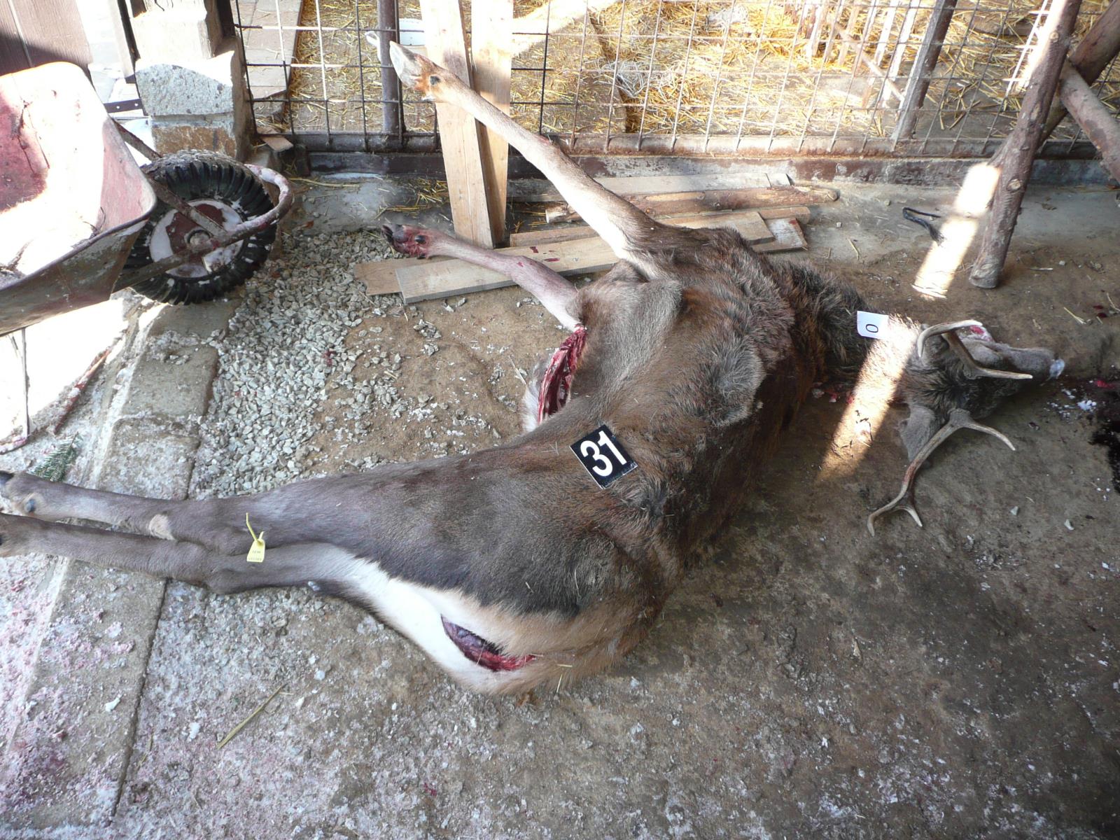 ulovený jelen evropský starší  jednoho roku