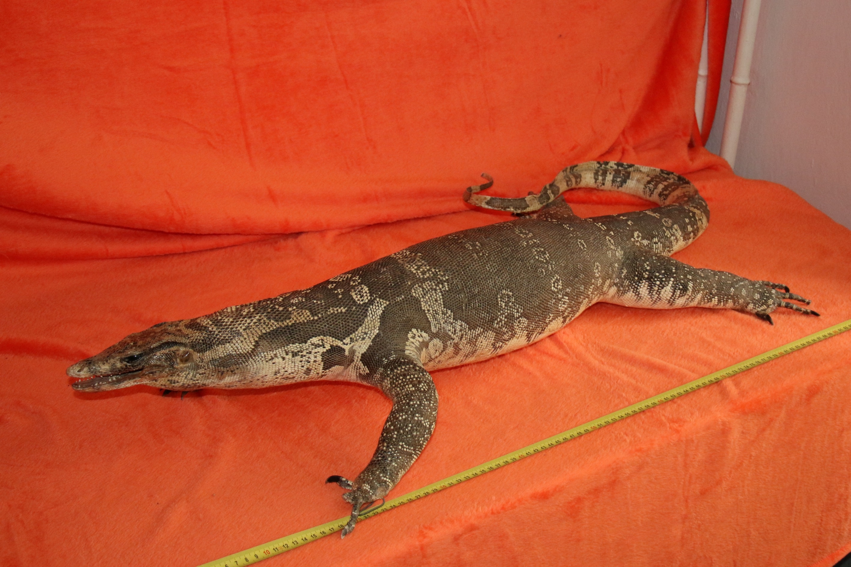 varan