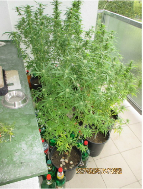 vypěstovaná marihuana
