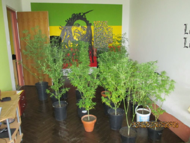 vypěstovaná marihuana