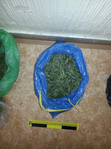 zajištěná marihuana