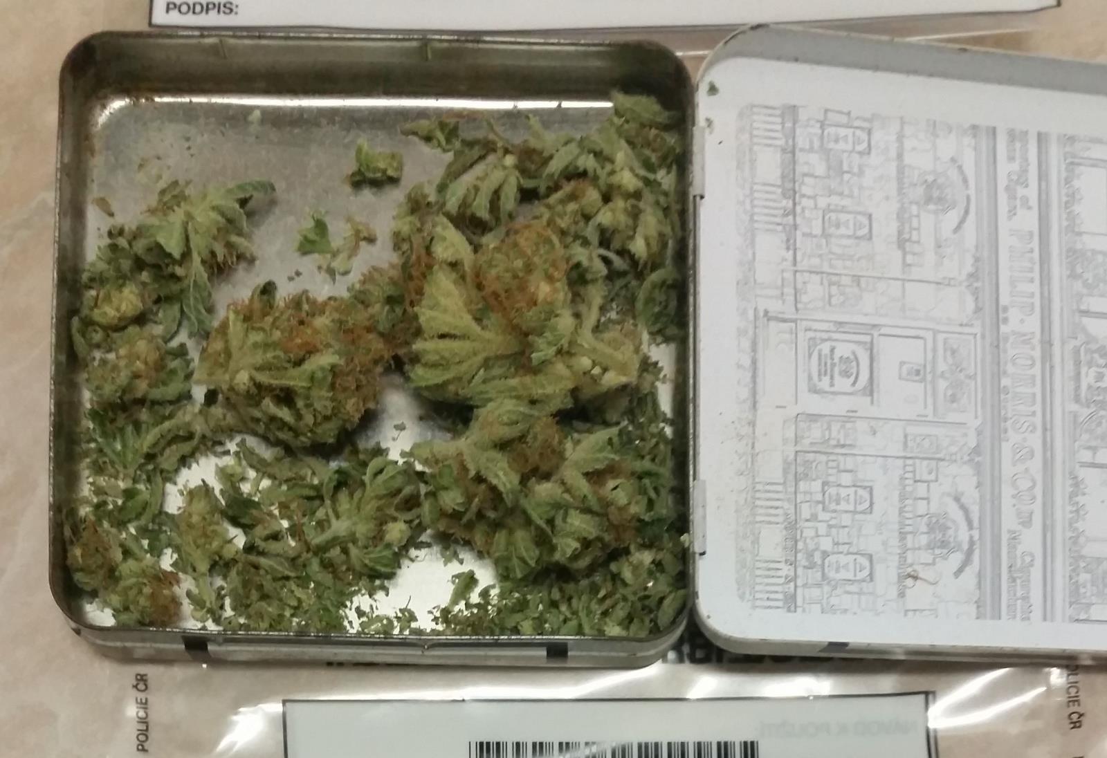 zajištěná marihuana