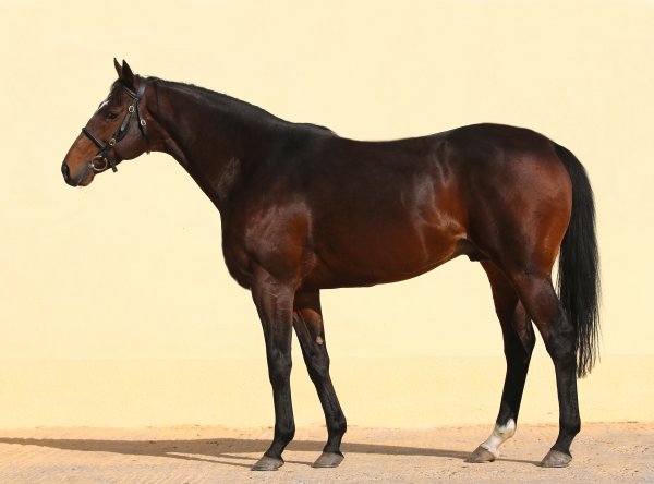 zazou