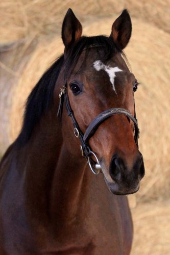 zazou3