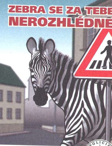 zebra.jpg