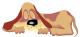 SLEEPDOG