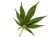 marihuana-konopi.jpg 