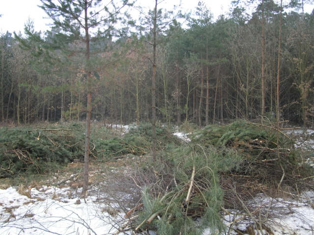 Pokácení stromů - Nový Hradec Králové 